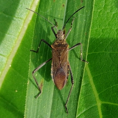 Phthiacnemia picta