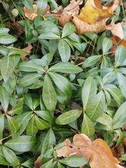 Vinca minor