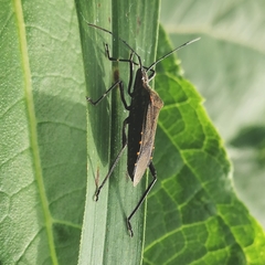 Phthiacnemia picta