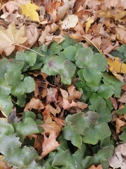 Hepatica nobilis