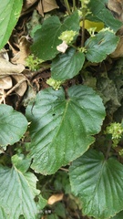 Epithema ceylanicum
