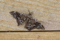 Hyposidra violescens