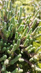 Sedum acre