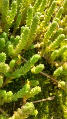 Sedum acre