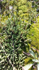 Sedum acre