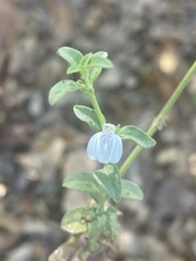 Justicia rhodesiana