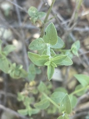 Justicia rhodesiana