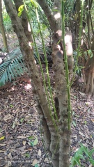 Capparis micracantha