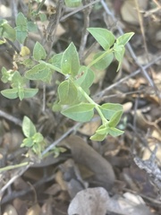 Justicia rhodesiana