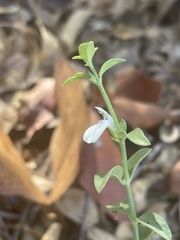 Justicia rhodesiana