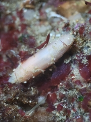 Leptosynapta