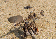 Sympetrum vulgatum