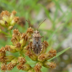 Stictopleurus punctiventris