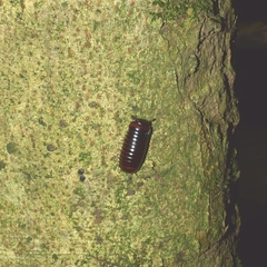 Glomeridae
