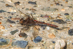 Sympetrum vulgatum