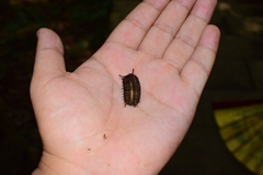 Glomeridae