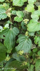 Epithema ceylanicum