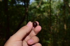 Glomeridae