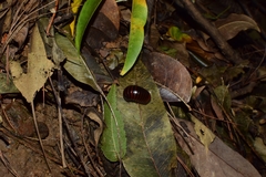 Glomeridae