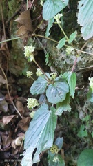 Epithema ceylanicum