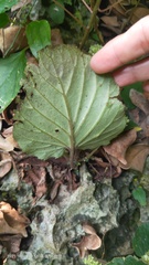 Epithema ceylanicum