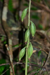 Eulophia zollingeri