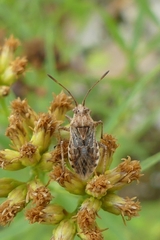 Stictopleurus punctiventris