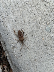 Leptoglossus occidentalis