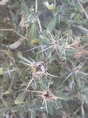 Blepharis diversispina