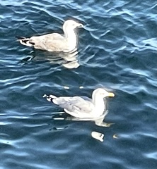 Larus michahellis