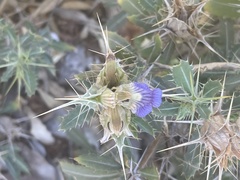 Blepharis diversispina