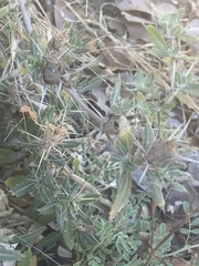 Blepharis diversispina