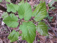 Tilia americana caroliniana