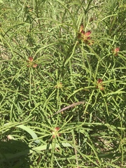Calylophus