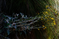 Oresbia heterocarpa