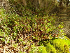 Vaccinium geminiflorum