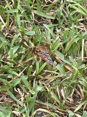 Sphecius