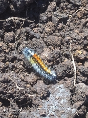 Chilesia rudis