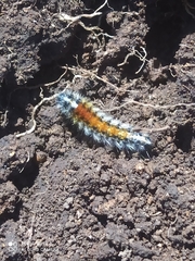 Chilesia rudis