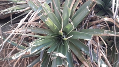 Puya spathacea