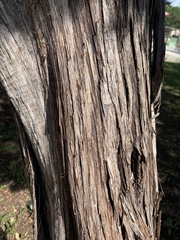 Juniperus ashei