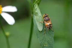Eristalinus quinquestriatus