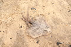 Leucoraja erinaceus