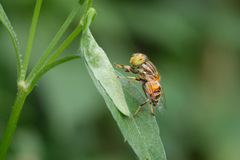 Eristalinus quinquestriatus