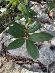 Echter Lorbeer (Laurus nobilis): Herkunft und Verwendung — Foto 3