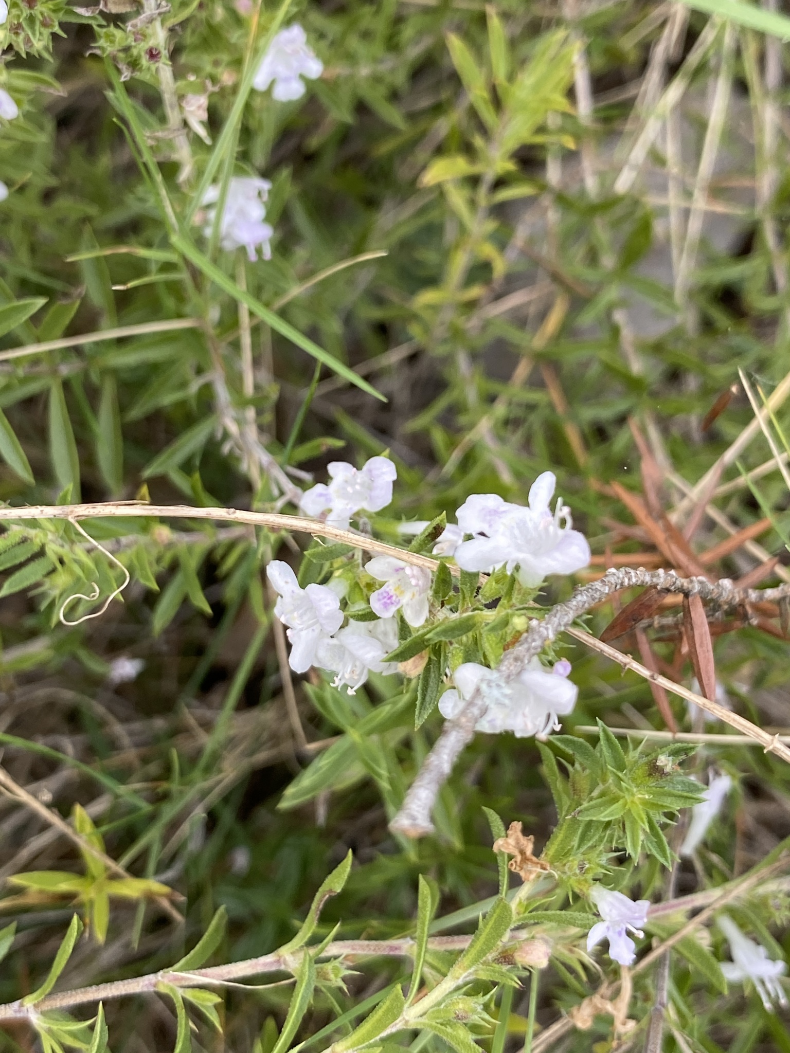 Satureja montana — photo 3
