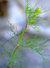 Notobubon tenuifolium