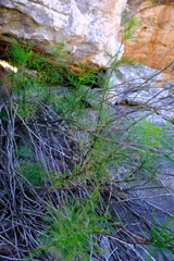 Notobubon tenuifolium