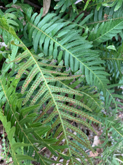 Blechnum parrisiae