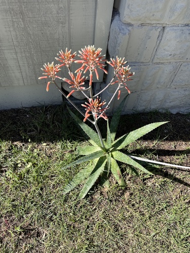 Aloe maculata image